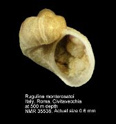 Rugulina monterosatoi (2)